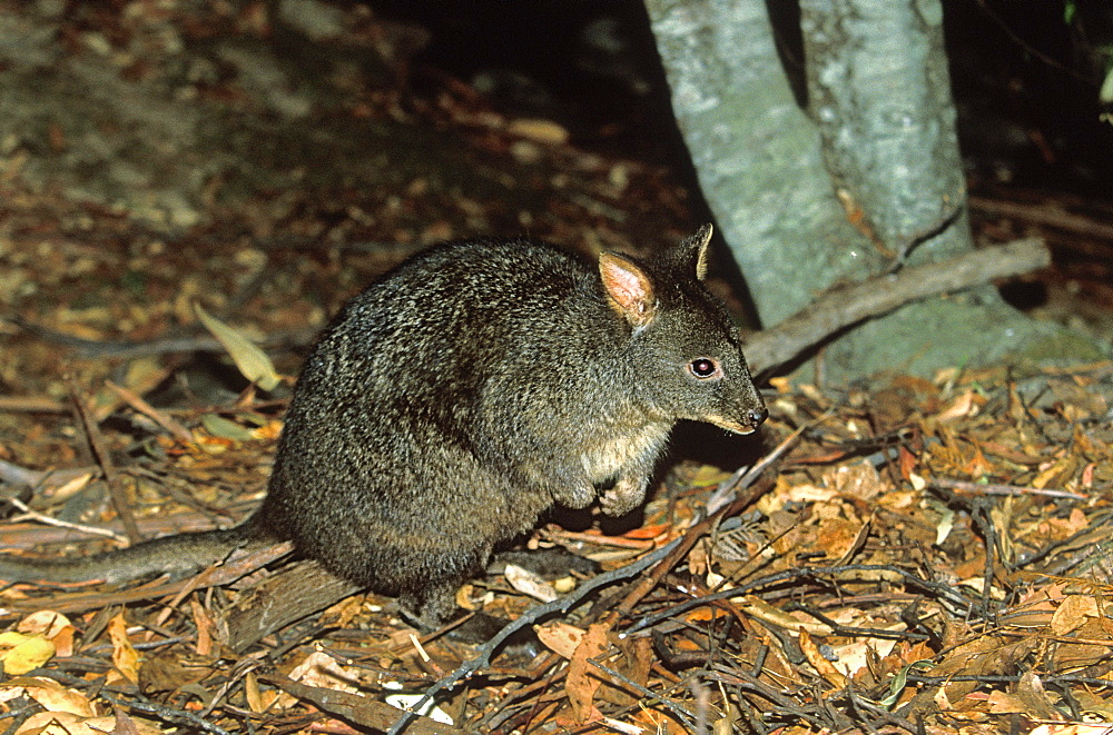 The Tasmanian Pademelon or red-bellied wallaby, a small nocturnal kangaroo-like marsupial, hunted for its fur and extinct on the mainland, Mount Field National Park, the south, Tasmania, Australia, Pacific