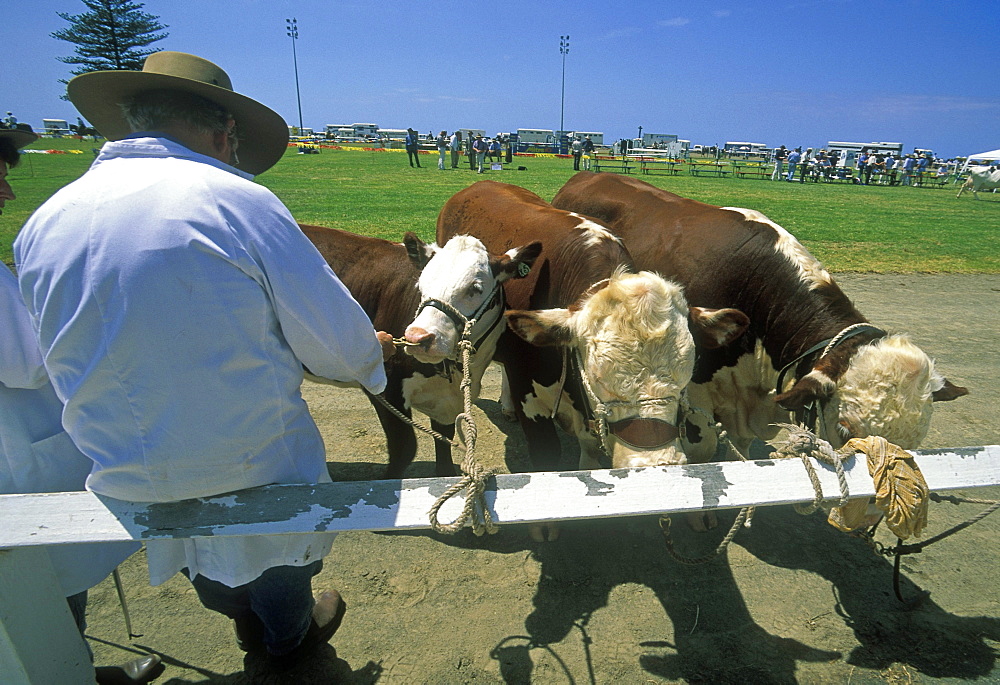 Stockman with pedigree cattle at the annual agricultural show in Kiama, Illawara coast, New South Wales, Australia, Pacific