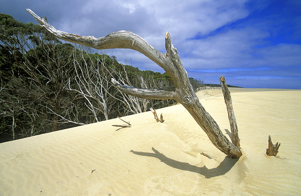 The 30m high Henty Dunes, sand blown inland from Ocean Beach, north of Strahan, West Coast, Tasmania, Australia, Pacific