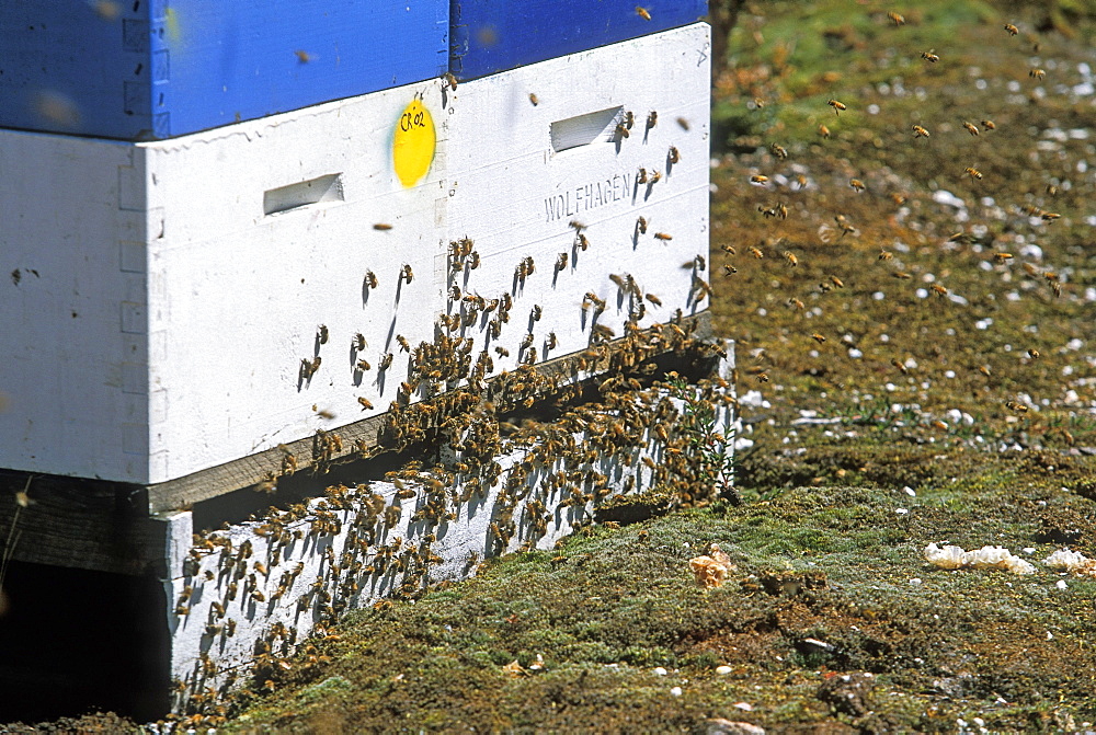 Beehives (honey is an important state industry) in the Pieman River State Reserve, Corinna, North West, Tasmania, Australia, Pacific