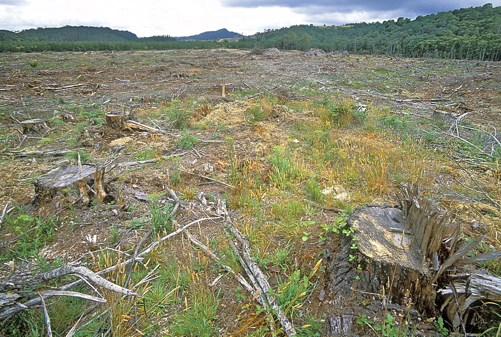 Forest stripped bare by logging north west of Cradle Mountain, deforestation is a big environmental and economic issue in this state, Murchison Highway, Tasmania, Australia, Pacific