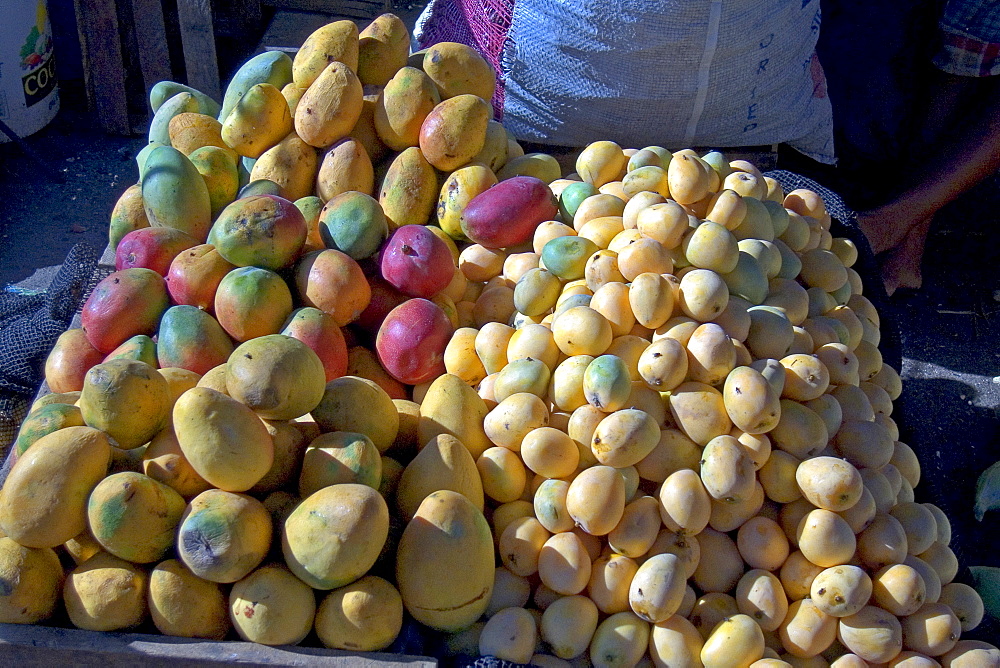 Mangoes at the market of this vibrant commercial and historic centre in the north, Puira, Peru, South America