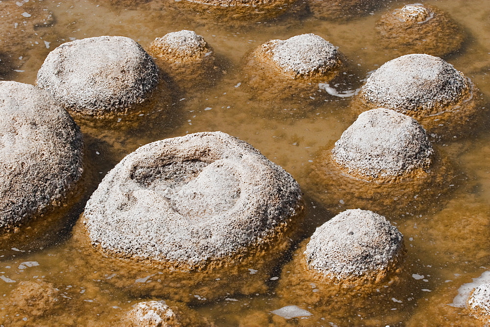 Thrombolites, a variey of microbialite or living rock that produce oxygen and deposit calcium carbonate, similar to some of the earliest fossil forms of life found on Earth, Lake Clifton, Yalgorup National Park, Mandurah, Western Australia, Australia, Pacific