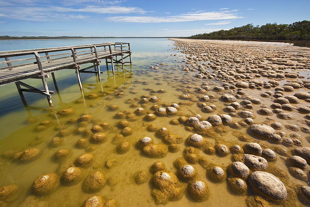 Thrombolites, a variey of microbialite or living rock that produce oxygen and deposit calcium carbonate, similar to some of the earliest fossil forms of life found on Earth, Lake Clifton, Yalgorup National Park, Mandurah, Western Australia, Australia, Pacific