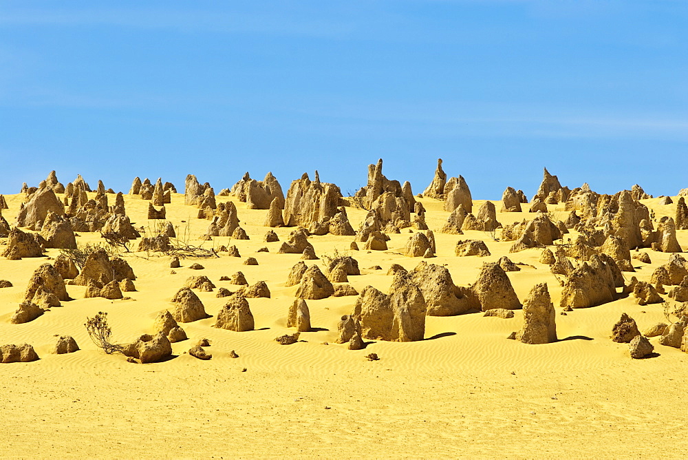 Rock pillars formed by erosion of thick hard layer of calcrete over soft limestone, The Pinnacles Desert, Nambung National Park, near Cervantes, Dandaragan Shire, Western Australia, Australia, Pacific