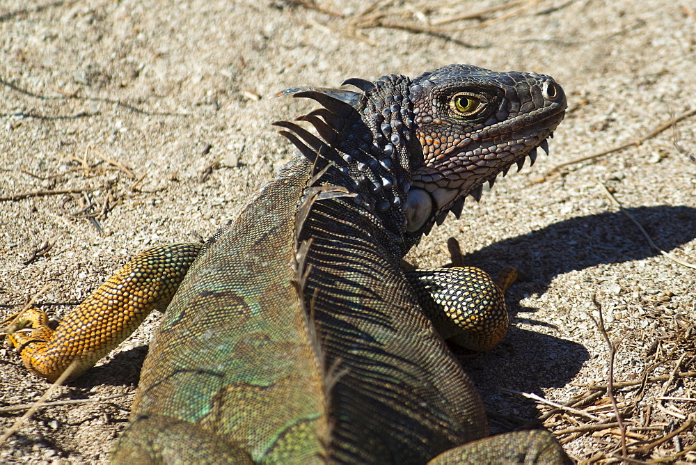 A large male Green Iguana, a lizard species endemic to Central and South America, Nosara, Nicoya Peninsula, Guanacaste Province, Costa Rica, Central America