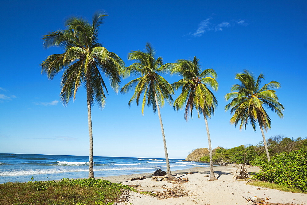 Palm trees on Playa Guiones beach on the Pacific coast, Nosara, Nicoya Peninsula, Guanacaste Province, Costa Rica, Central America