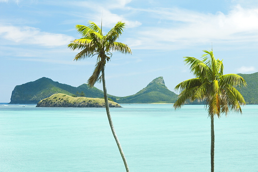 Endemic Kentia palms, also cultivated for worldwide sale, and lagoon with Mount Eliza beyond, on this 10km long volcanic island in the Tasman Sea, Lord Howe Island, UNESCO World Heritage Site, New South Wales, Australia, Pacific