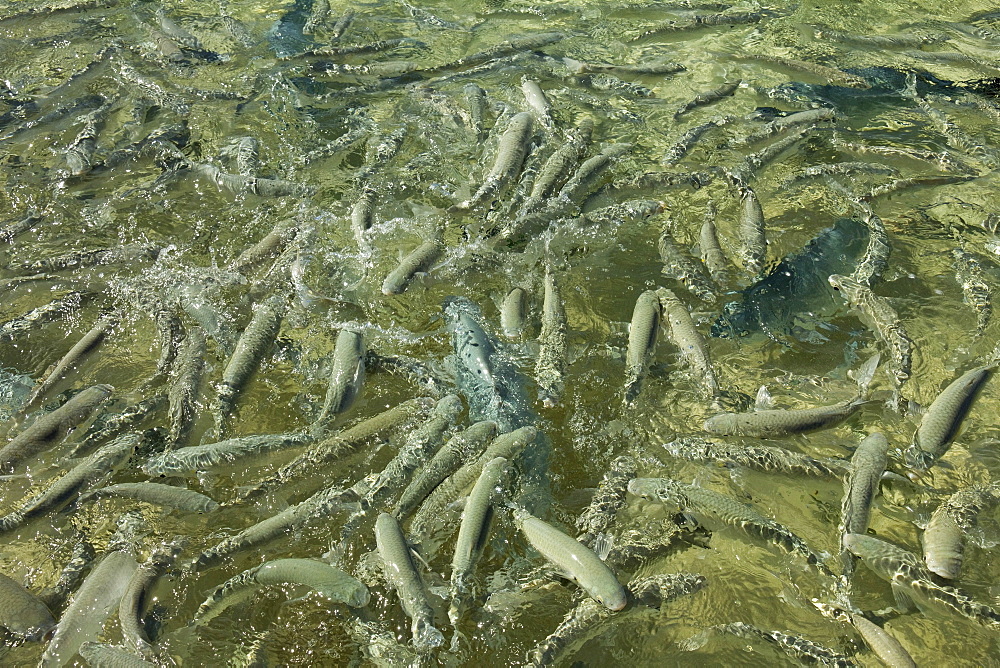 Many mullet and trevally during fish feeding at Ned's Beach, one of the most popular tourist activities on this 10km long volcanic island with the world's most southerly coral reef in the Tasman Sea, Lord Howe Island, New South Wales, Australia, Pacific