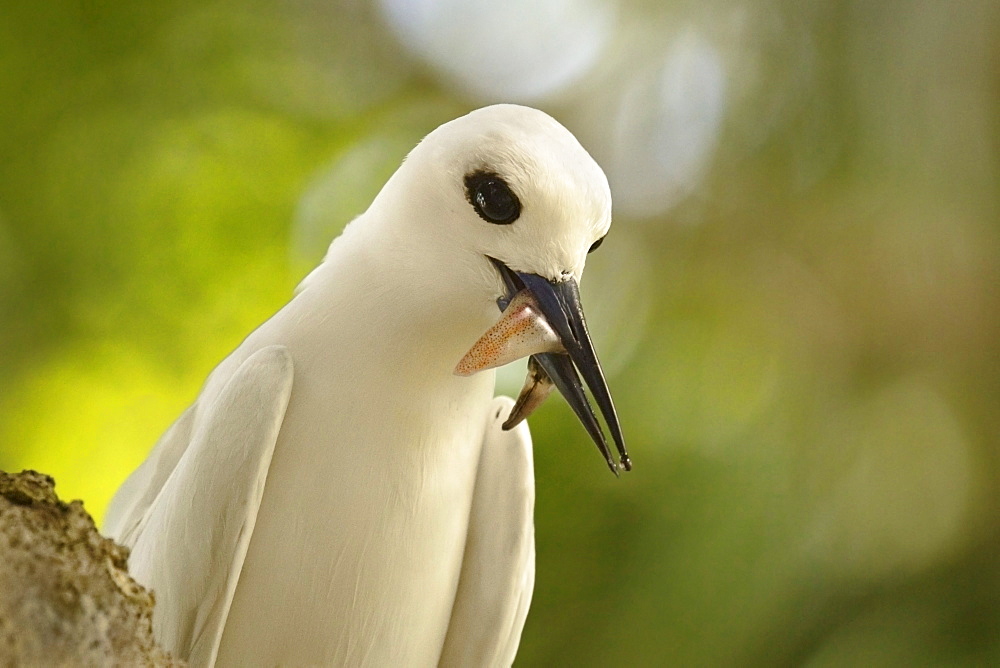 Adult white tern (Gygis alba) with squid in its beak, Lord Howe Island, UNESCO World Heritage Site, New South Wales, Australia, Pacific