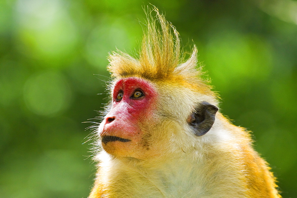 Toque macaque monkey, named for its hair, endangered, Royal Botanic Gardens, Peradeniya, Kandy, Sri Lanka, Asia