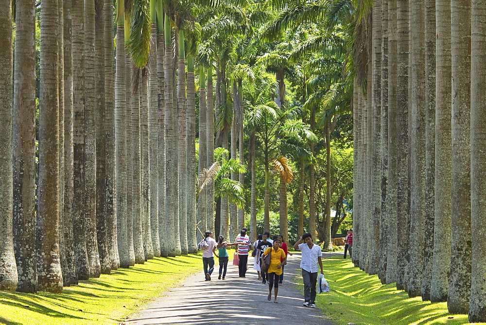 Cabbage Palm Avenue in the Royal Botanic Gardens, popular with families and young couples, Peradeniya, near Kandy, Sri Lanka, Asia