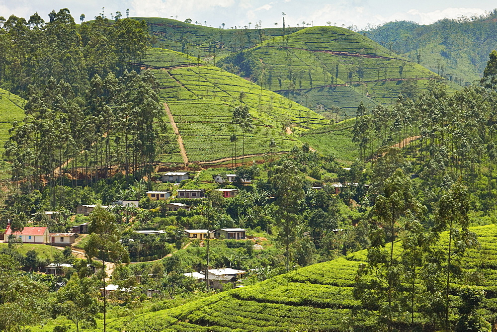 Village amidst tea plantations in the hill country between Hatton and Nuwara Eliya, Central Highlands, Sri Lanka, Asia