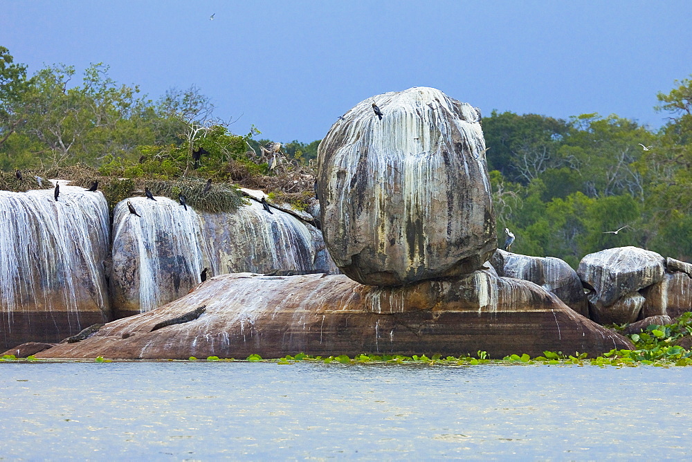 Rock formation with crocodiles and cormorants at Kumana National Park, formerly Yala East, Kumana, Eastern Province, Sri Lanka, Asia