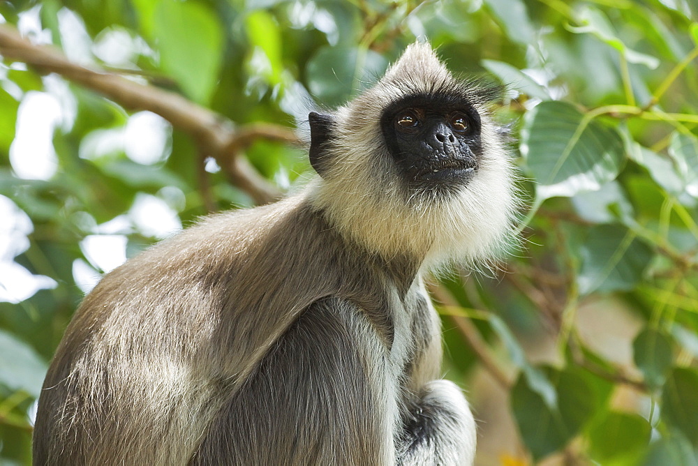 Grey (Hanuman) langur monkey in this sacred pilgrimage town, often seen begging at temples, Kataragama, Uva Province, Sri Lanka, Asia