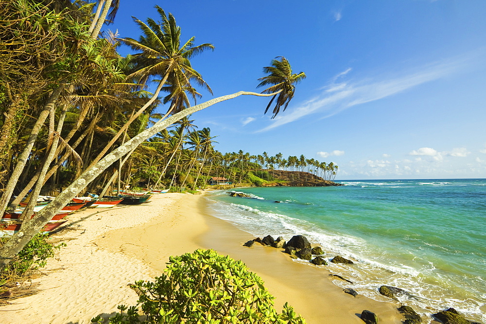 Palm trees at the eastern end of the south coast whale watch surf beach at Mirissa, near Matara, Southern Province, Sri Lanka, Asia