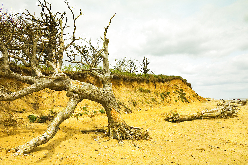 Severe erosion of loose Quaternary glacial sands on this coast that has retreated more than 500m since the1830s, Covehithe, Suffolk, England, United Kingdom, Europe