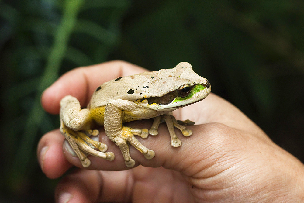 Masked tree frog (Smilisca phaeota), one of 133 species in the country, Arenal, Alajuela Province, Costa Rica, Central America