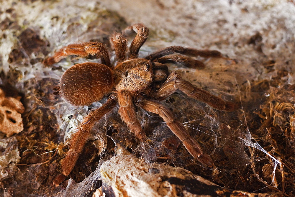 Tarantula spider, Arenal, Alajuela Province, Costa Rica, Central America