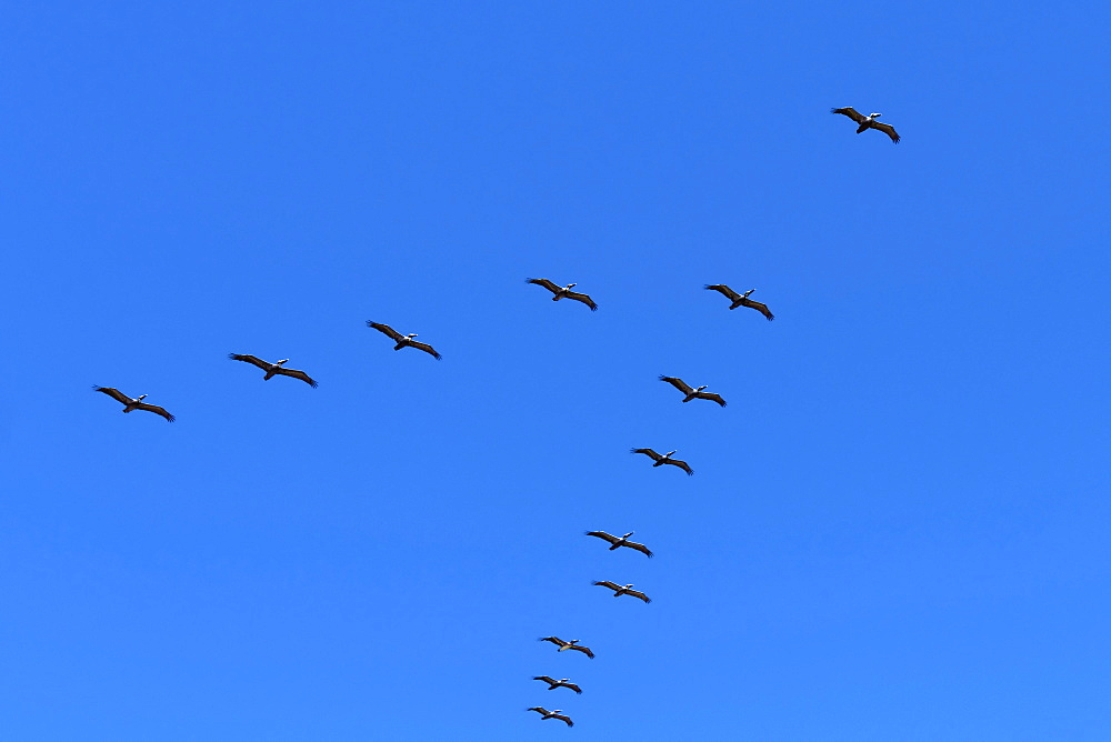 Pelicans in V formation over Playa Guiones beach, Nosara, Nicoya Peninsula, Guanacaste Province, Costa Rica, Central America