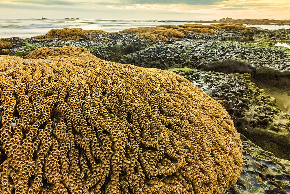 Intertidal sand reef made by the sandcastle worm, Playa Guiones beach, Nosara, Nicoya Peninsula, Guanacaste Province, Costa Rica, Central America 