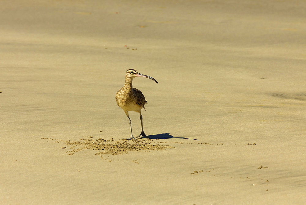 Long-billed Curlew (Numenius americanus) on Playa Guiones beach at Nosara, Nicoya Peninsula, Guanacaste Province, Costa Rica, Central America 