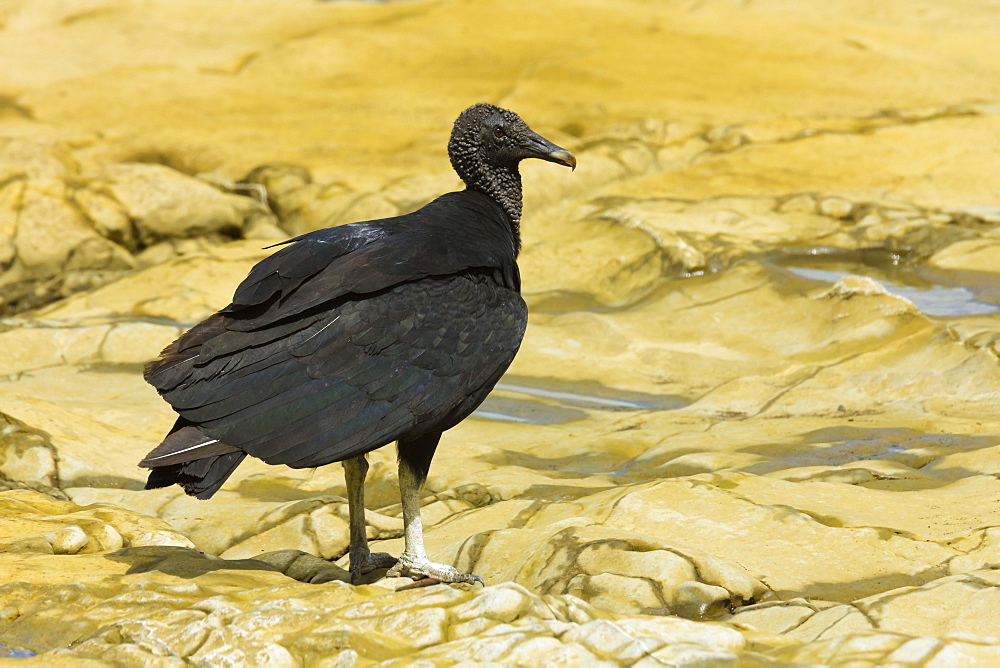 South American black vulture, a common scavenger, at a river mouth; Nosara, Nicoya Peninsula, Guanacaste Province, Costa Rica, Central America 