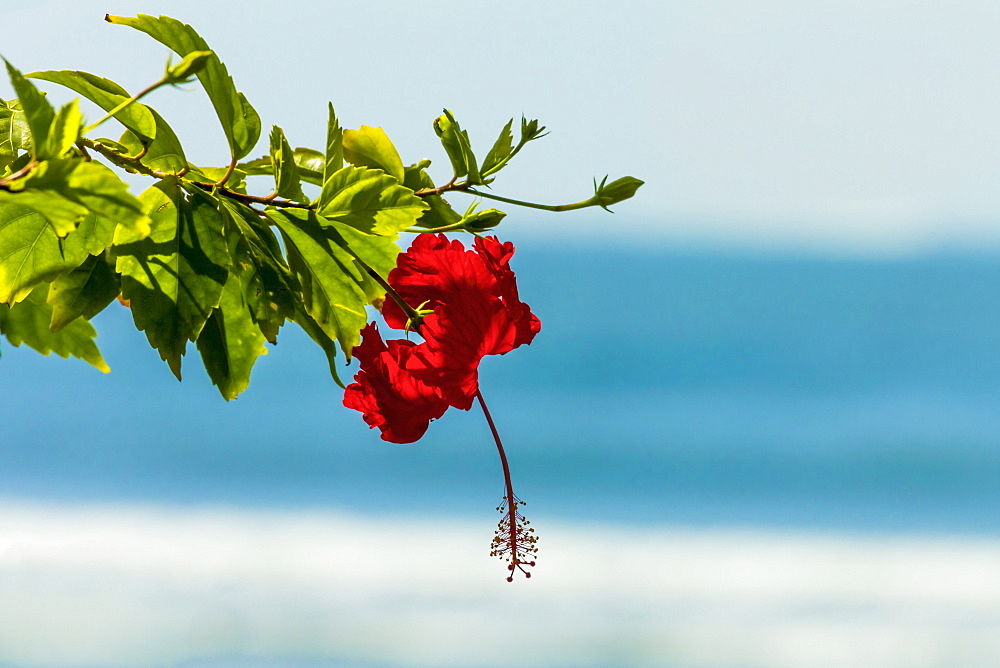 Hibiscus flower at popular Playa Guiones beach, Nosara, Nicoya Peninsula, Guanacaste Province, Costa Rica, Central America