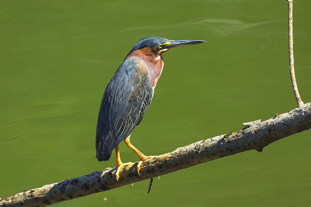 Green Heron (Butorides virescens) by the Nosara River at the Biological Reserve, Nosara, Guanacaste Province, Costa Rica, Central America