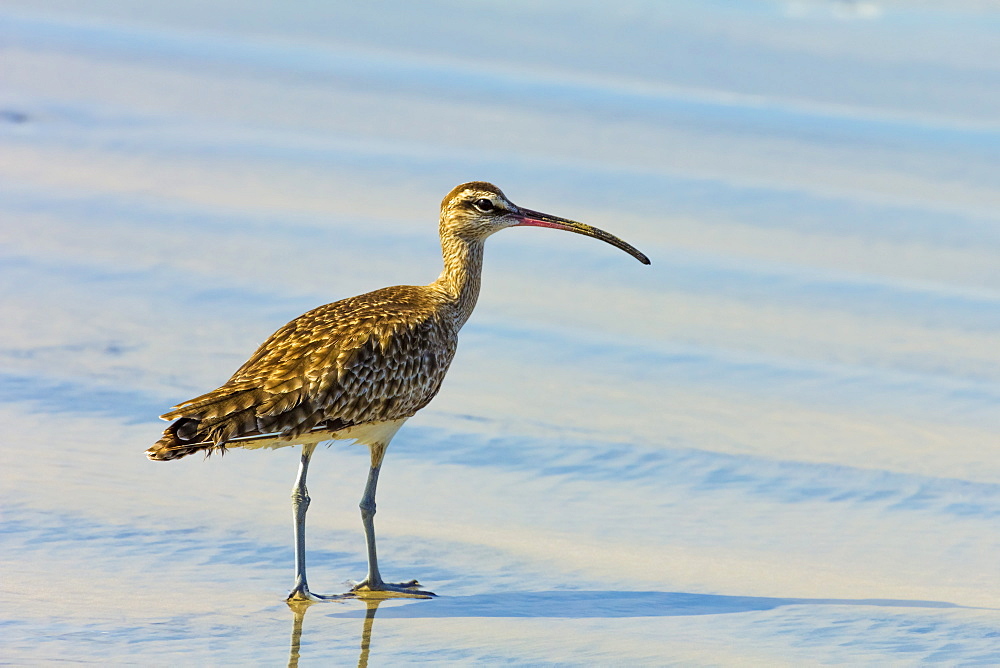 Long-billed Curlew (numenius americanus) on Playa Guiones beach at Nosara, Nicoya Peninsula, Guanacaste Province, Costa Rica, Central America