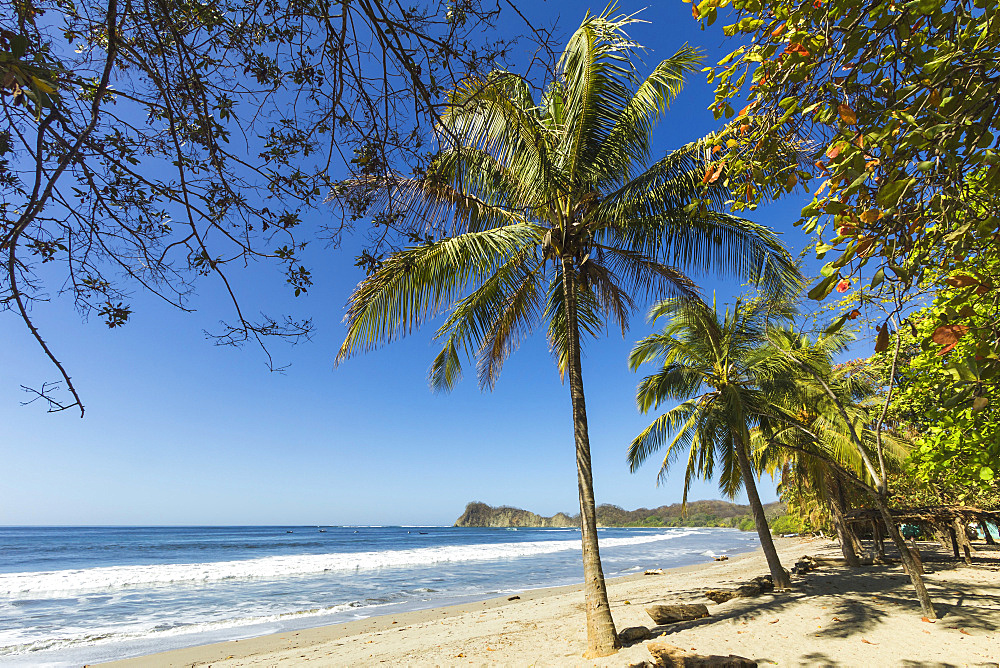 The white sand palm-fringed beach at this laid-back village and resort, Samara, Nicoya Peninsula, Guanacaste Province, Costa Rica, Central America