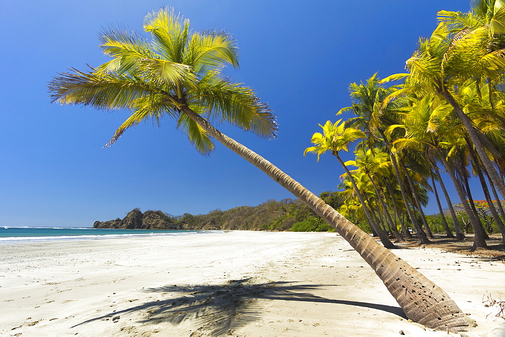 Beautiful palm fringed, white sand Playa Carrillo, Carrillo, nr Samara, Guanacaste Province, Nicoya Peninsula, Costa Rica, Central America