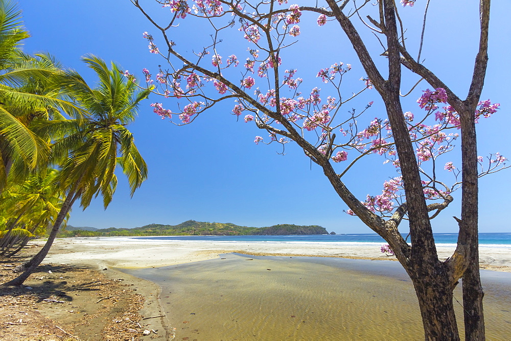 Beautiful palm fringed white sand Playa Carrillo, Carrillo, near Samara, Guanacaste Province, Nicoya Peninsula, Costa Rica, Central America