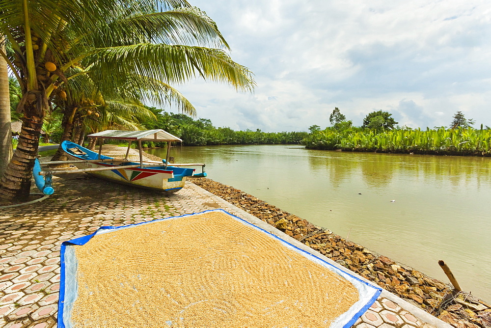 Rice drying by the Cijulang river in south coast district near Pangandara, Cijulang, West Java, Java, Indonesia, Southeast Asia, Asia