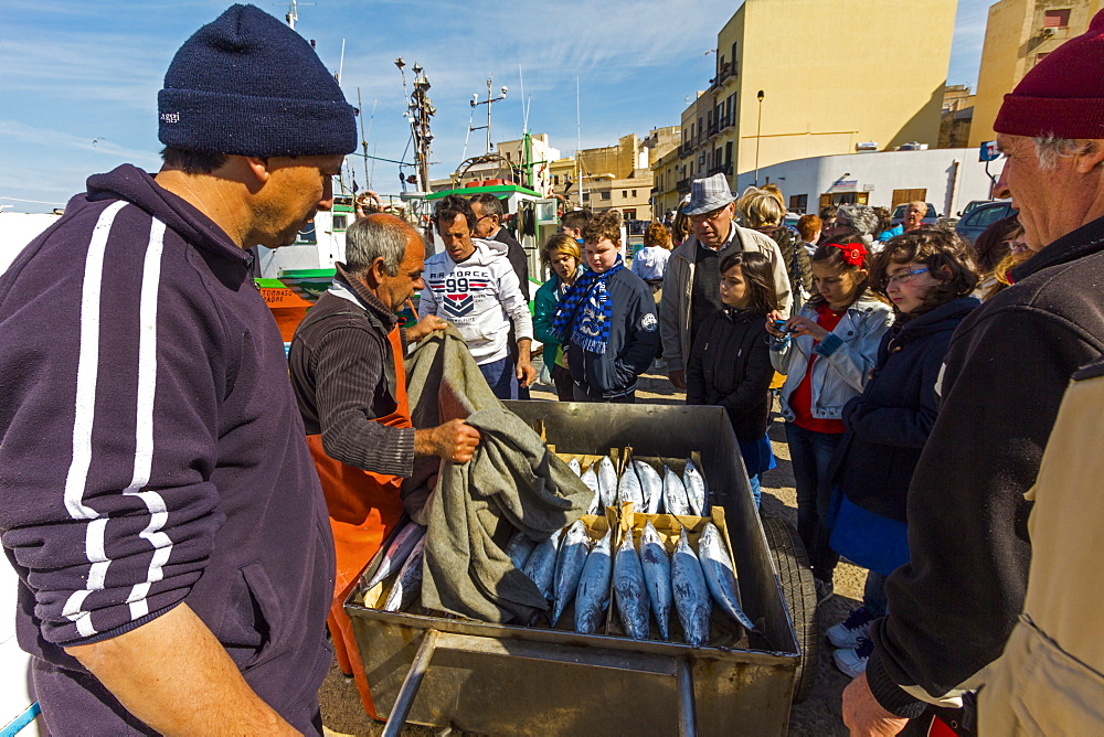 A catch of Bullet Tuna (Bullet Mackerel) attracts interest in this busy north western fishing port, Trapani, Sicily, Italy, Europe