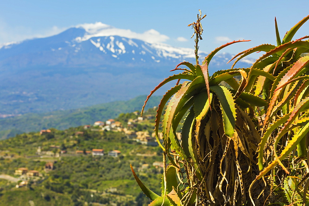 Agave succulent plant and active volcano 3350m Mount Etna seen at this northeast tourist town, Taormina, Catania Province, Sicily, Italy, Mediterranean, Europe