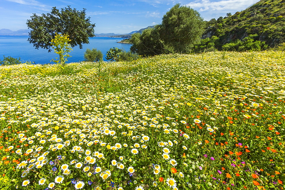 Spring flowers in Zingaro Nature Reserve near Scopello on this north west coast, known for its beauty, Scopello, Sicily, Italy, Mediterranean, Europe