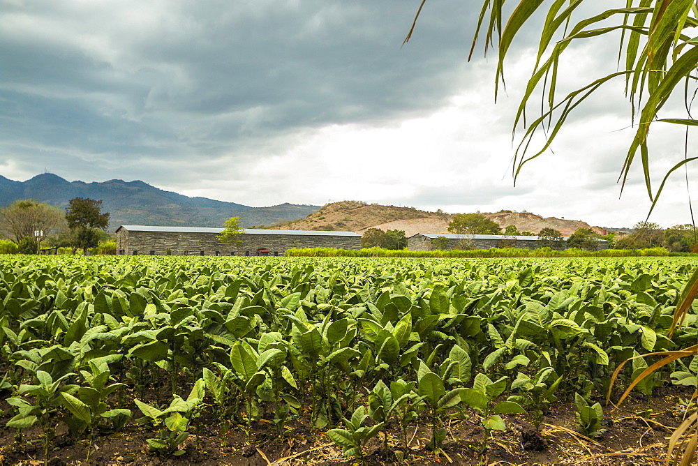 Field of tobacco plants in an important growing region in the north west, Condega, Nicaragua, Central America