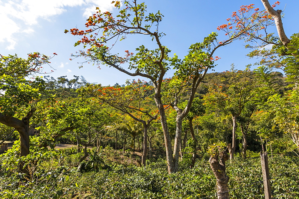 Typical flowering shade tree Arabica coffee plantation in highlands en route to Jinotega, Matagalpa, Nicaragua, Central America