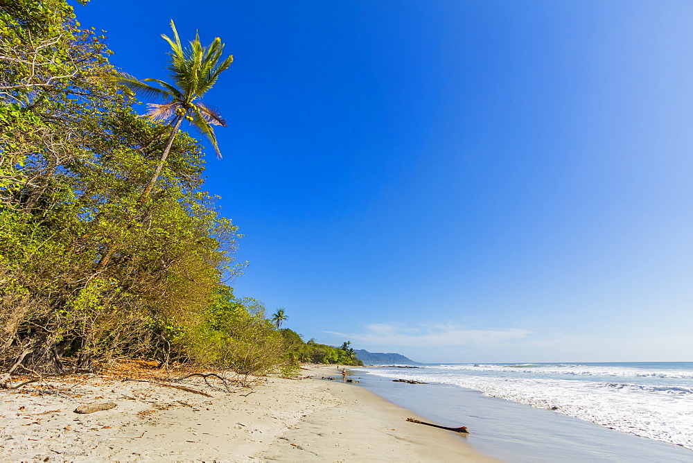 Tall palms and jungle behind the beach at this popular southern Nicoya Peninsula surf resort, Santa Teresa, Puntarenas, Costa Rica, Central America