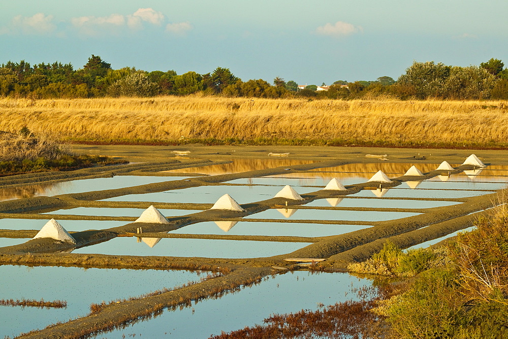 Salt pans and piles of Fleur de Sel around the Fier d'Ars marshes of the west, Ars en Re, Ile de Re, Charente-Maritime, France, Europe