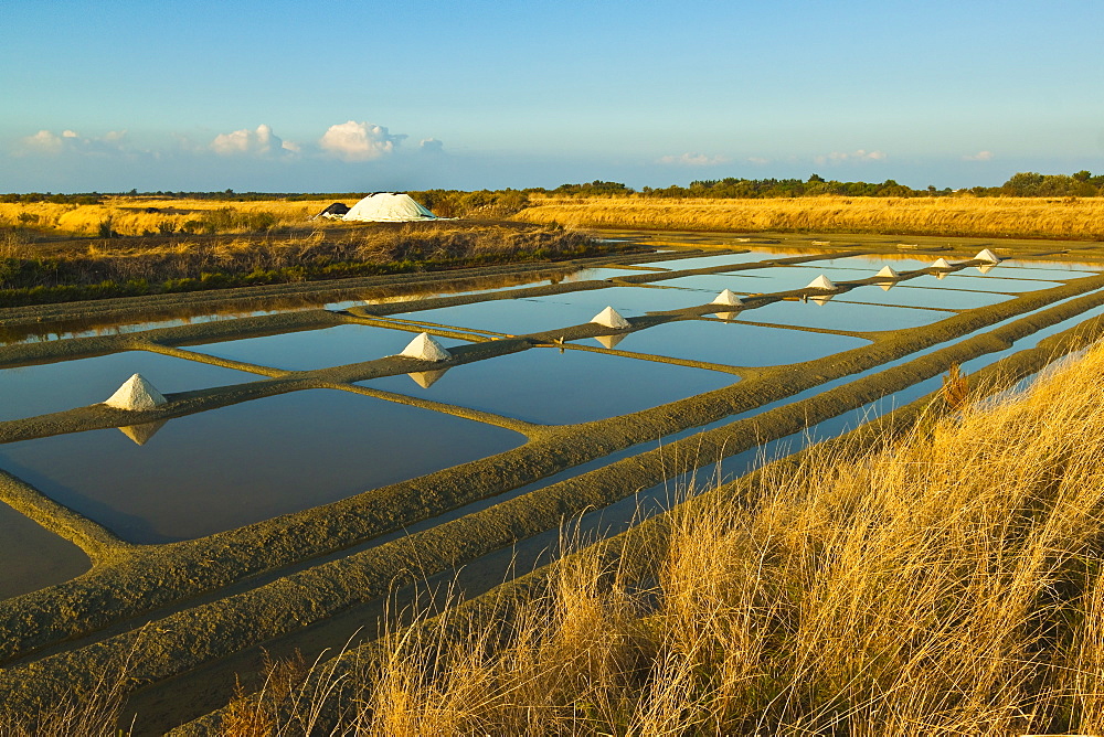 Salt pans and piles of Fleur de Sel around the Fier d'Ars marshes of the west, Ars en Re, Ile de Re, Charente-Maritime, France, Europe