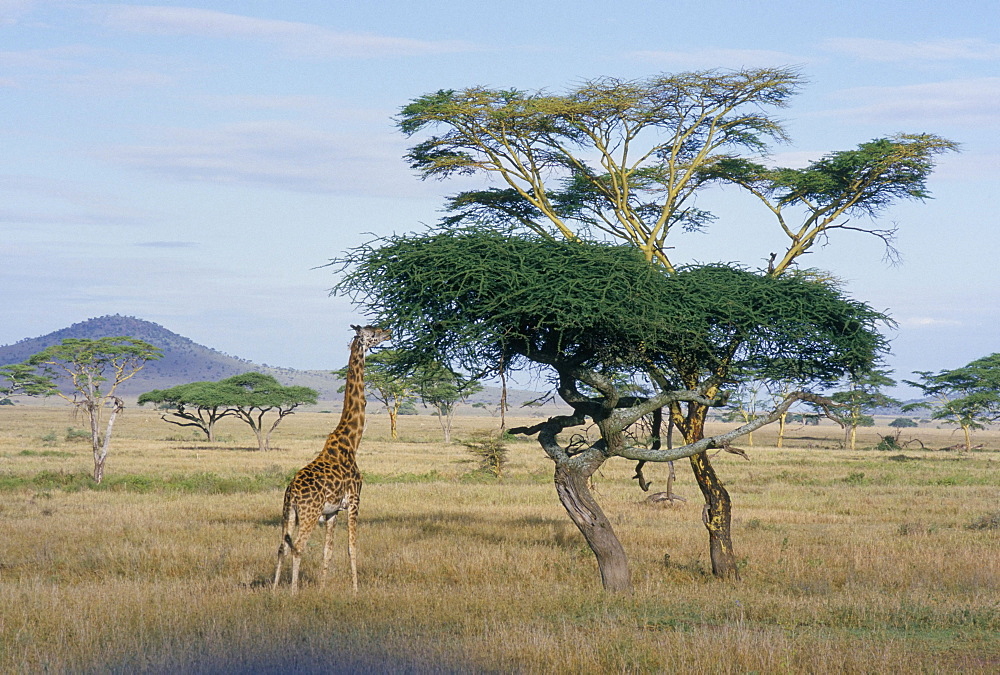 Giraffe, Serengeti National Park, Tanzania, East Africa, Africa