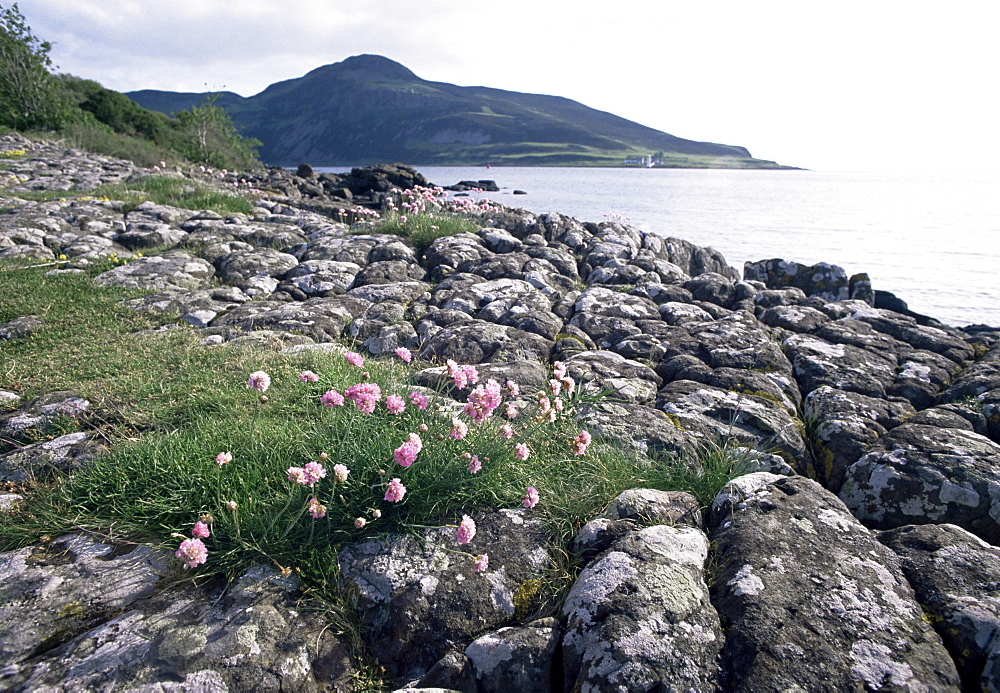 Thrift growing on Kingscross Point, Arran, with Holy Island beyond, Strathclyde, Scotland, United Kingdom, Europe