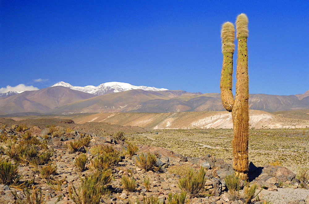 Atacama Desert, San Pedro de Atacama region with Andes on the horizon, Chile, South America