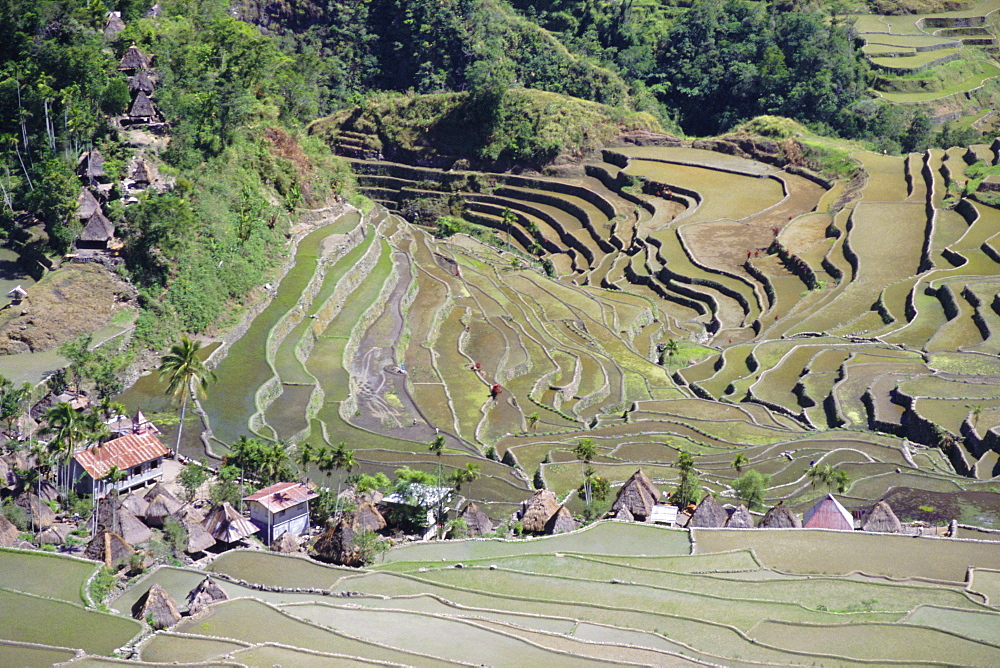 Spectacular amphitheatre of rice terraces around the mountain province village of Batad, northern area of the island of Luzon, Philippines, Southeast Asia, Asia