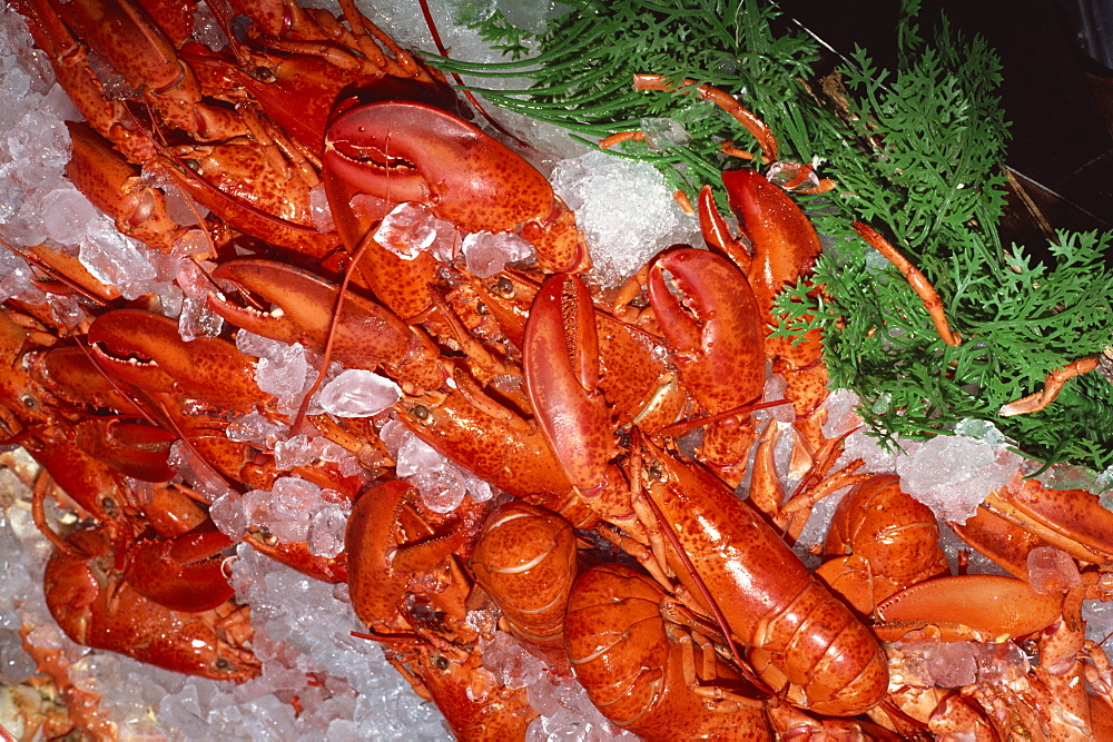 Lobsters on sale in popular Pike Place Market, Seattle, Washington state, United States of America, North America