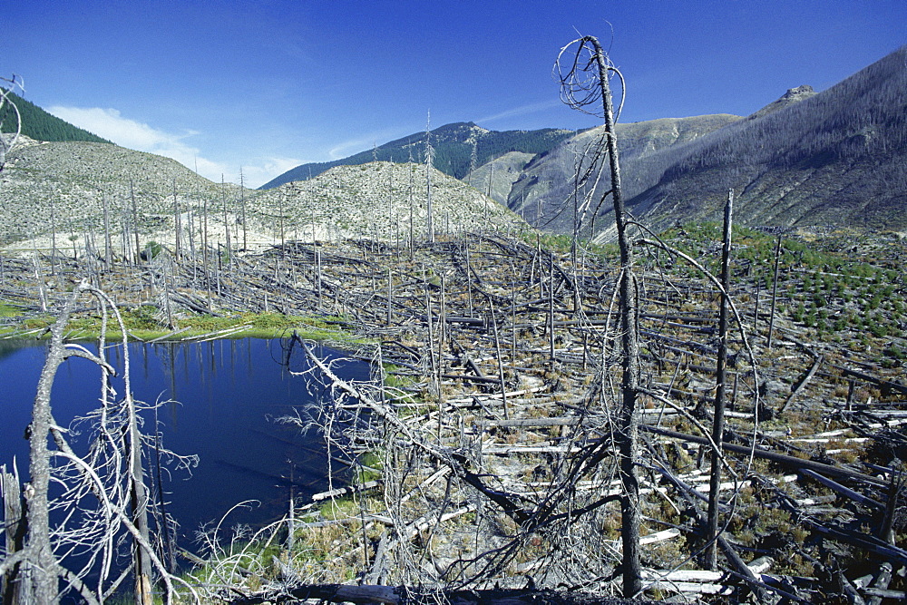 Ryan Lake and some of the millions of trees north of Mount St. Helens flattened by the eruption of 1980, Mount St. Helens National Volcanic Monument, Washington State, United States of America (U.S.A.), North America