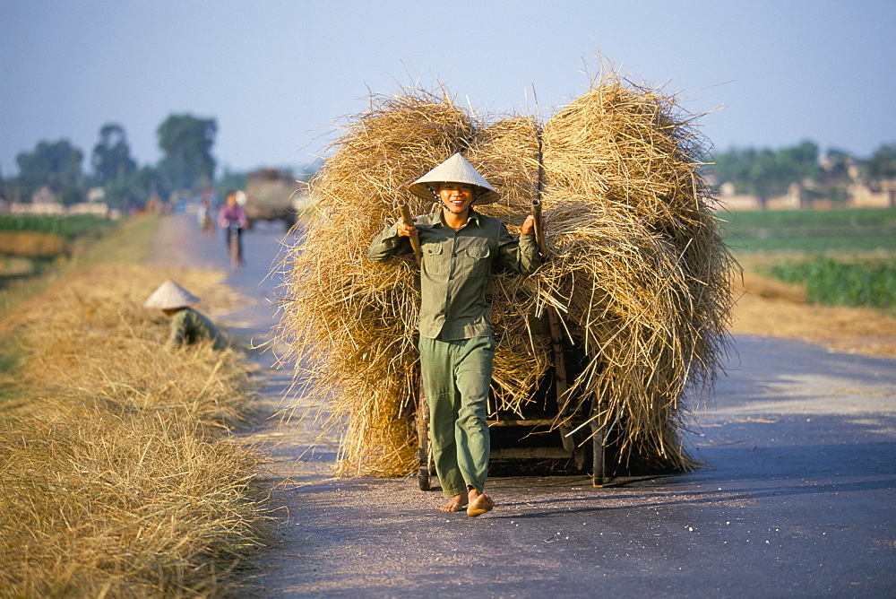 Man with freshly harvested rice on cart in the ricefields of Bac Thai province, north of Hanoi, Vietnam, Indochina, Southeast Asia, Asia