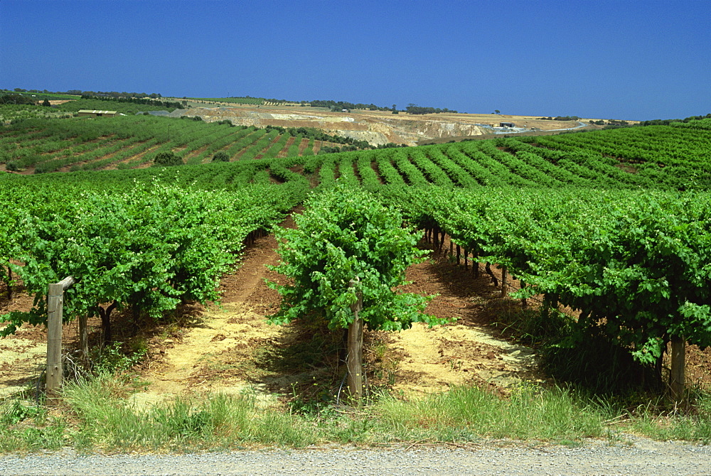 Coriole Winery, McLaren Vale, South Australia, Australia, Pacific